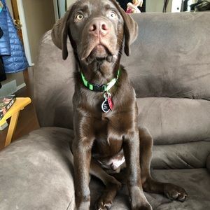 Meet your Posher, Baillee